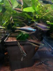 Аквариумы: Здравствуйте! 🌿 Вас приветствует магазин аквариумистики Green Aqua. У at lalafo.kg — 9 Аквариумы: Здравствуйте! 🌿 Вас приветствует магазин аквариумистики Green Aqua. У — 9