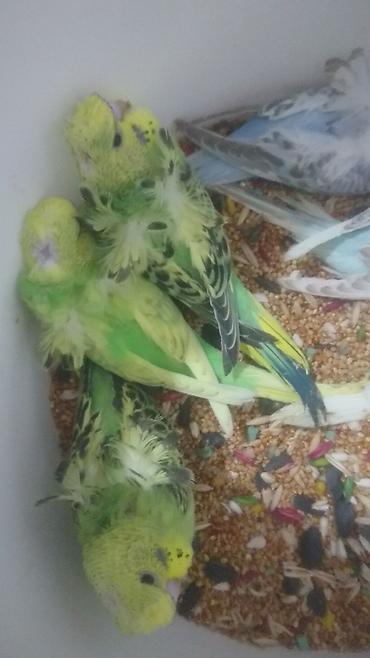 Tutuquşları: Bir ədədi -100-azn 150 azn aq rəydə olanlar qiymət fərqli hazır -da lalafo.az — 13 Tutuquşları: Bir ədədi -100-azn 150 azn aq rəydə olanlar qiymət fərqli hazır — 13