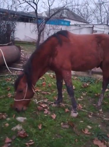 Atlar: Qəhvəyi rəngli at - Cins: yerli tip, qara yalı və quyruğu - Rəng — 2