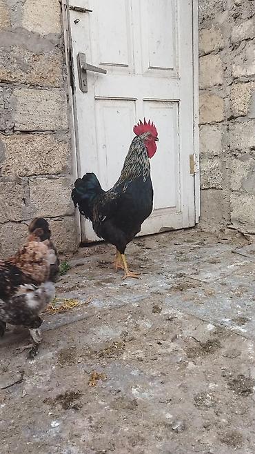 Quşlar: Satılır 11 ayliq xoruz . Aktiv ve saglam xoruzdu. Damazliq uçun — 2