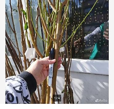 Другие фруктовые и ягодные растения: Кочот сатылат Кызыл кыянын питомнигинде остурулгон 🍑 персиктин 6сорту at lalafo.kg — 7 Другие фруктовые и ягодные растения: Кочот сатылат Кызыл кыянын питомнигинде остурулгон 🍑 персиктин 6сорту — 7