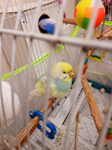 большая клетка для грызунов: Boya-bəzəkli dalmatinli dizayna malik yüksək tağlı metal quş qəfəsi və