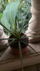 Xalçalar: Xalça -da lalafo.az — 35 Xalçalar: Xalça — 35