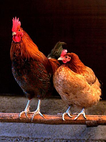 təcrübəsiz iş elanları bakı: Salyan rayonunda təsərrüfat üçün məsuliyyətli və işini bilən çoban — 1