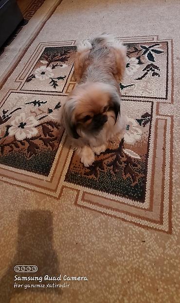 itler gence: Pekines, 4 il, Dişi, Peyvəndli, Ünvandan götürmə, Ödənişli çatdırılma — 9