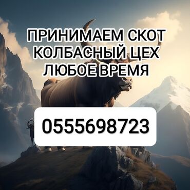 карап жашаганга уй керек: Сатып алам | Уйлар, букалар, Жылкылар, аттар, Башка а/ч жаныбарлары | Күнү-түнү, Бардык шартта, Союлган