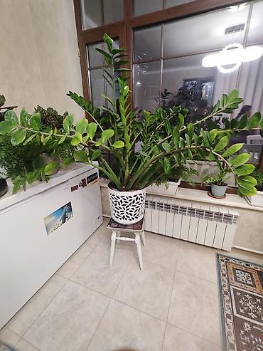 долларовое: Замиокулькас (Zamioculcas zamiifolia) крупного размера в декоративном — 1