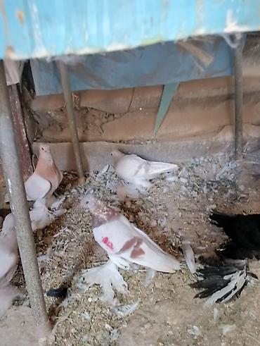 Птицы: Продаю молодых голубей 1 шт стоит пятьсот сом окончательно родители — 5