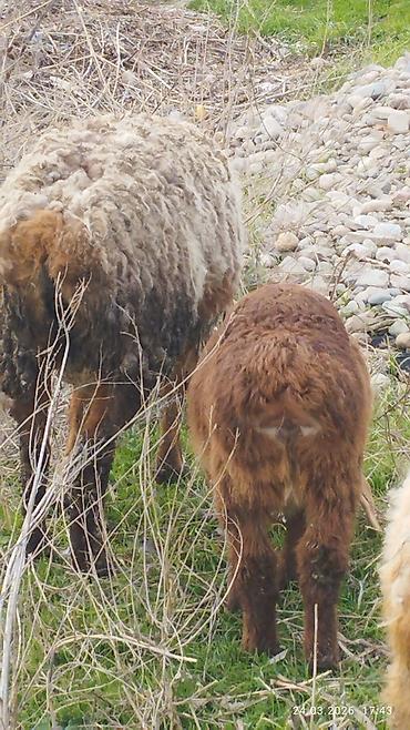 Баран, овца: Продаю | Ягненок | На забой — 2