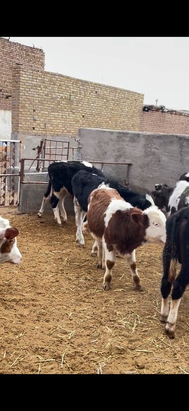 Dana, buzov: Satışda – müxtəlif rənglərdə və yaşlarda dana qrupı. Xüsusiyyətlər: - — 15