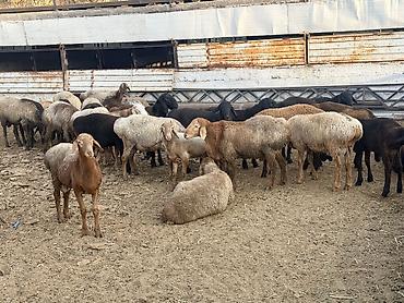 кобыла сколько стоит: Продаю | Баран (самец) | На забой, Для разведения — 10