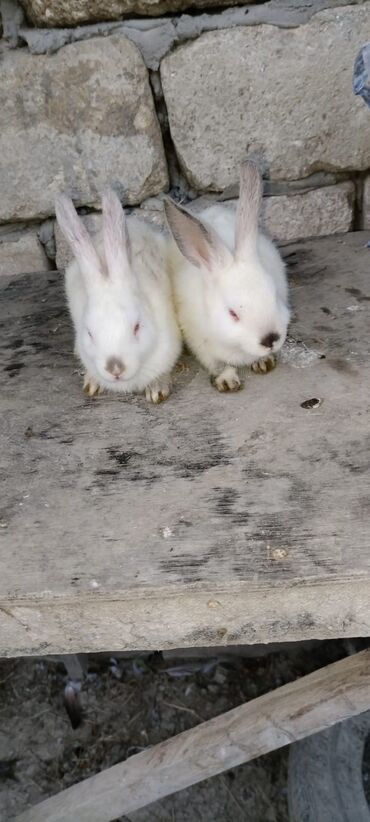 şirin dovşan şəkilləri: 2 aylıqdılar