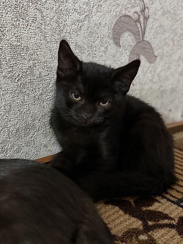 кошку в добрые руки: Кошка даром: Скотиш Страйт (Шотландская прямоухая), 3 месяца, Девочка, Приучена к лотку — 2