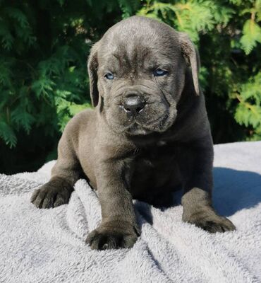 Psi: Ako tražite vernog člana porodice, obratite se nama i postanite — 13