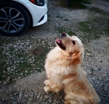 İtlər: Labrador-retriver, 1 il, Erkek, Peyvəndli, Ünvandan götürmə