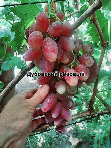 Виноград: НОВИНКИ СЕЛЕКЦИИ ВИНОГРАДА ПРЕМИАЛЬНОГО УРОВНЯ ! ДОМАШНИЙ СЛАДКИЙ — 13