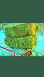 купить собаку овчарку: Продаю в розницу и оптом!
Тюки клевера, большие и сухие!