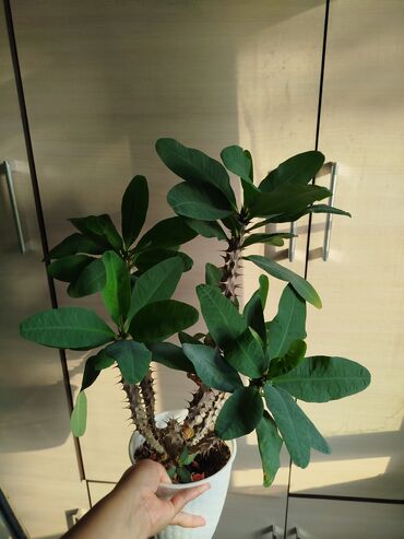 Другие комнатные растения: Другие комнатные растения — 15