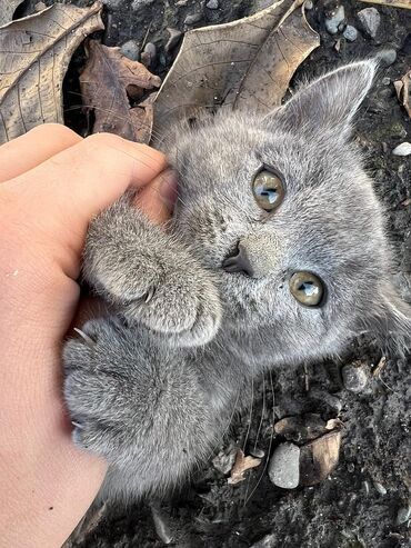 котенок сиамский: 2 месяца, Девочка, Метис, Приучена к лотку, Проглистована