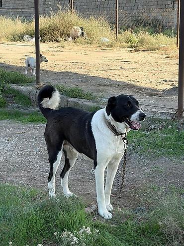 ovcharka balasi satilir: Qurdbasar, 2 il, Dişi, Peyvəndli, Rayonlara çatdırılma — 5