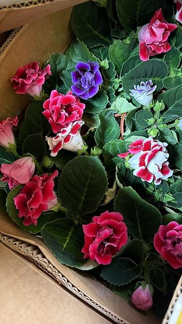 Герани и пеларгонии: Комнатные цветы в горшках — ассортименты расцветок - Цикламен — 4