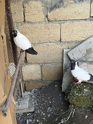 Göyərçinlər: Sade ve dekorativ goyercinler satilir cut ya optom ciddi alicilar — 7