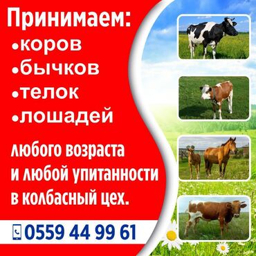 купить корову бишкек в Кыргызстан: В колбасный цех принимаем скотину
по максимальной цене
в любое время