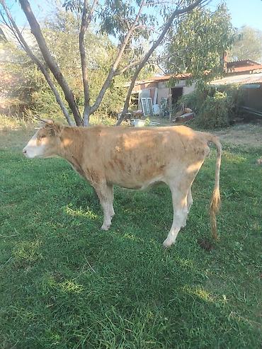 иттер ош: Сатам | Уй (ургаачы) | Алатоолук | Бордоп семиртүү үчүн, Союуга, Көбөйтүү үчүн | Асыл тукумдуу — 10