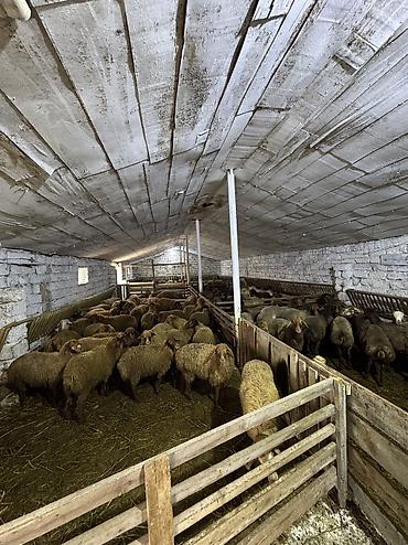 qurbanlıq heyvanlar: Quzu, Erkək, ay: 5, 35 kq, Ətlik, Ünvandan götürmə — 6