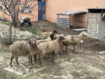Qoyunlar, qoçlar: Salam Heyvanlar hamısı sağlam ağır boğazdılar ana baladılar satılırlar — 3