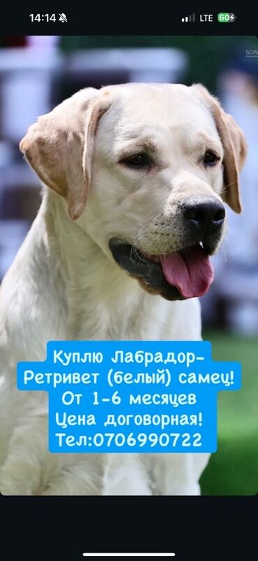 охотничи собака: Ит кууту: Лабрадор-ретривер, Эркек, 1 жаш