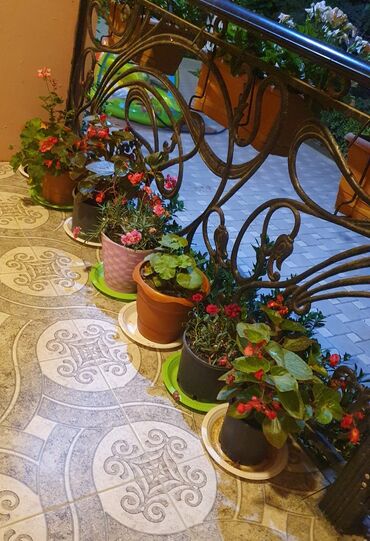 Bağ evlərinin satışı: Bakı, Nardaran qəs., 82 kv. m, 3 otaqlı, İnternet — 13