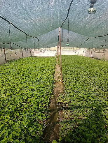 электронный чысы: Альбион көчөт сатам кассетада торфко отургузулган, 40. 000 шт — 2