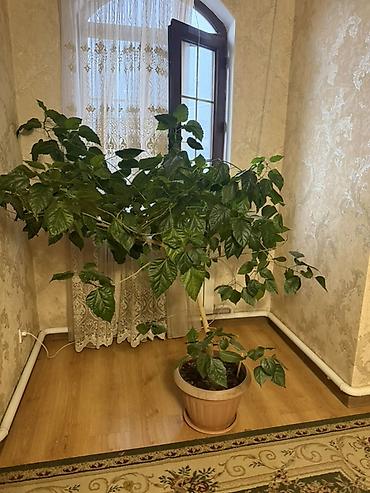 роза комнатная: Китайская Роза Особенности: - Высота с горшком: около 1,2–1,5 м; — 4