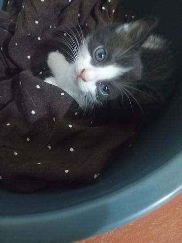 щенка шпиц: Котёнок, окрас черно-белый (tuxedo). Большие выразительные глаза — 6