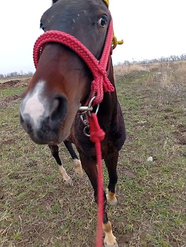 Лошади, кони: Продаю | Жеребец | Рабочий | Мерин — 1