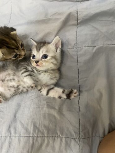 шотландская кошка скоттиш страйт: Скотиш Страйт (Шотландская прямоухая), 2 месяца, Девочка, Биколор, Метис, Приучена к лотку