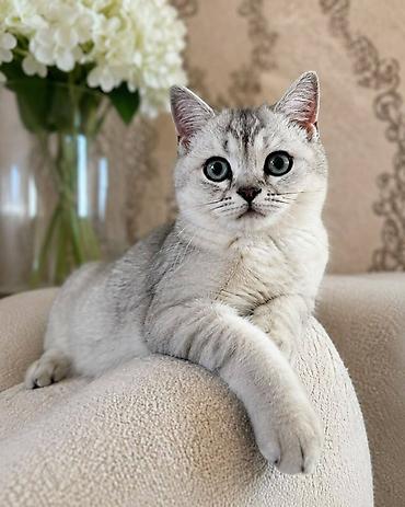игрушки для кошки: Британская короткошёрстная, 3 месяца, Мальчик, Серебристая шиншилла, Приучена к лотку — 1