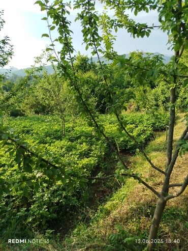 Torpaq sahələrinin satışı: 186 sot, Tikinti, Maklerlər narahat etməsin, Kupça (Çıxarış) — 21