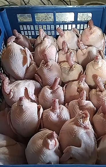 Продукты питания: Перепела и перепелиные яйца от INDI AS Garden Farm СОКУЛУК БИШКЕК — 2