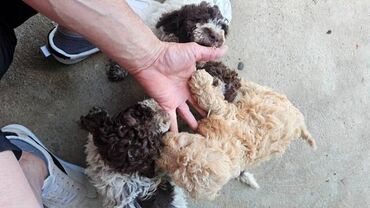 Psi: Lagotto Romagnolo, dostupni štenci Dostupni štenci Lagoto Romanjolo od — 8