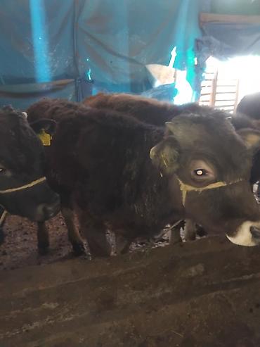 Коровы, быки: Продаю | Бык (самец) | Полукровка | На откорм — 11