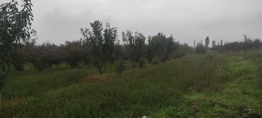 Torpaq sahələrinin satışı: 93 sot, Kənd təsərrüfatı — 5