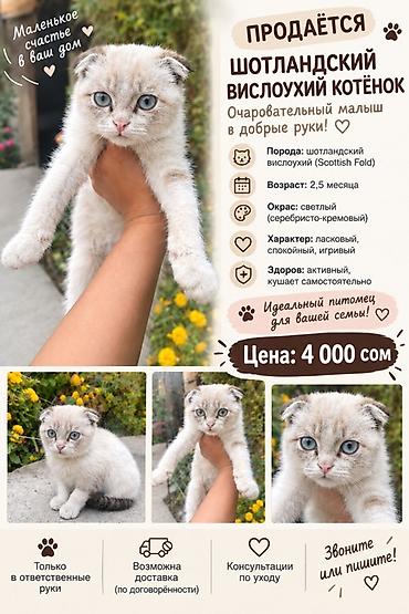 сколько стоит мейн кун котёнок: Шотландский вислоухий котёнок (Scottish Fold) - Возраст: 2,5 месяца - — 1