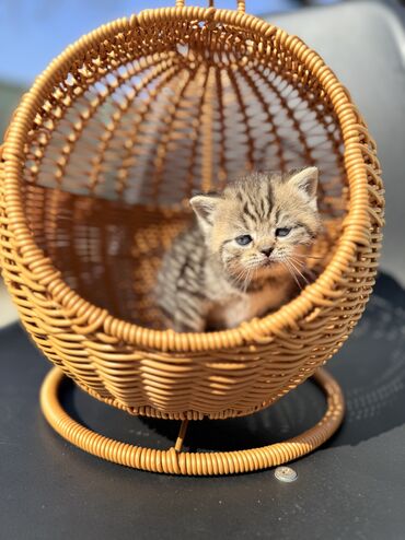 Продажа кошек: Британская короткошёрстная, 1 месяц, Девочка, Золотая шиншилла, Приучена к лотку, Проглистована, С документами — 9