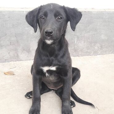 куплю немецкую овчарку: Щенок среднего размера, черного окраса с белыми отметинами на груди и