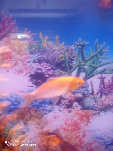 аквариум и рыбки: Золотой рыбки примерно 25 30 см