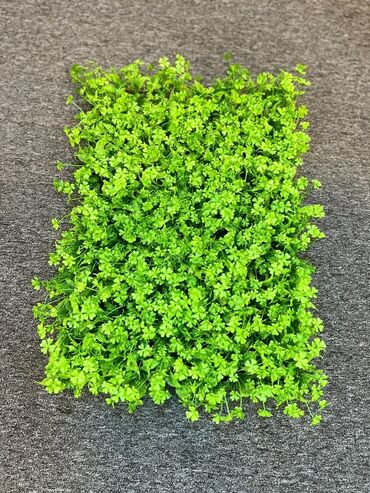 Süni güllər: Süni yaşıl divar paneli müxtəlif yaşıl yarpaqların və qırmızı — 28