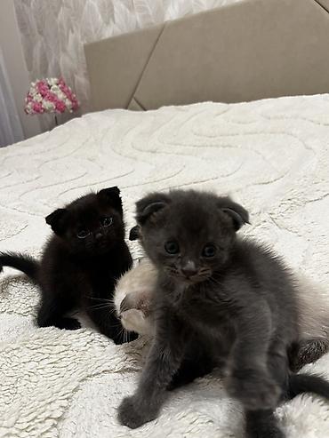 манчкин котята: Котята, домашние - Милые малыши с короткой плюшевой шерстью: есть — 6