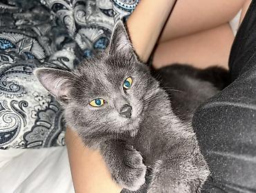 сливы пантеры бесплатно: Кошка даром: Русская голубая, 6 месяцев, Девочка, Метис, Приучена к лотку, Проглистована — 3